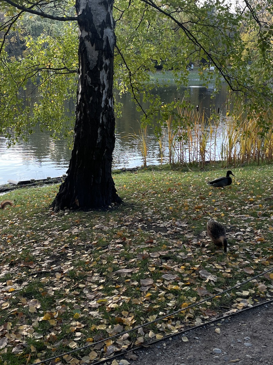 kachna divoká - ML644744222