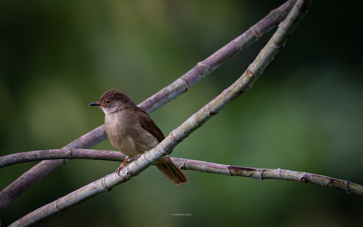 Spectacled Bulbul - ML644744224