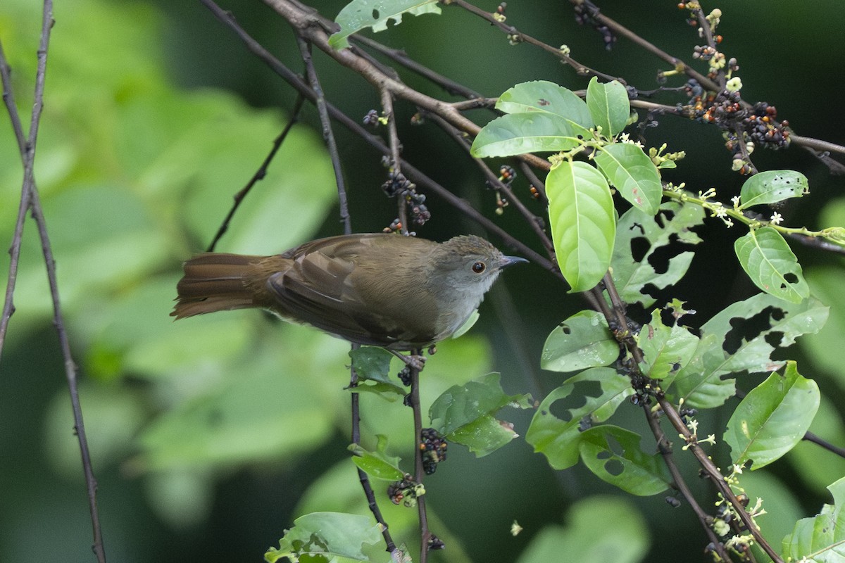 Spectacled Bulbul - ML644744231