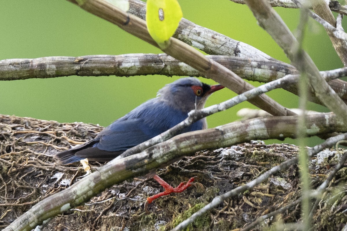 Velvet-fronted Nuthatch - ML644744241