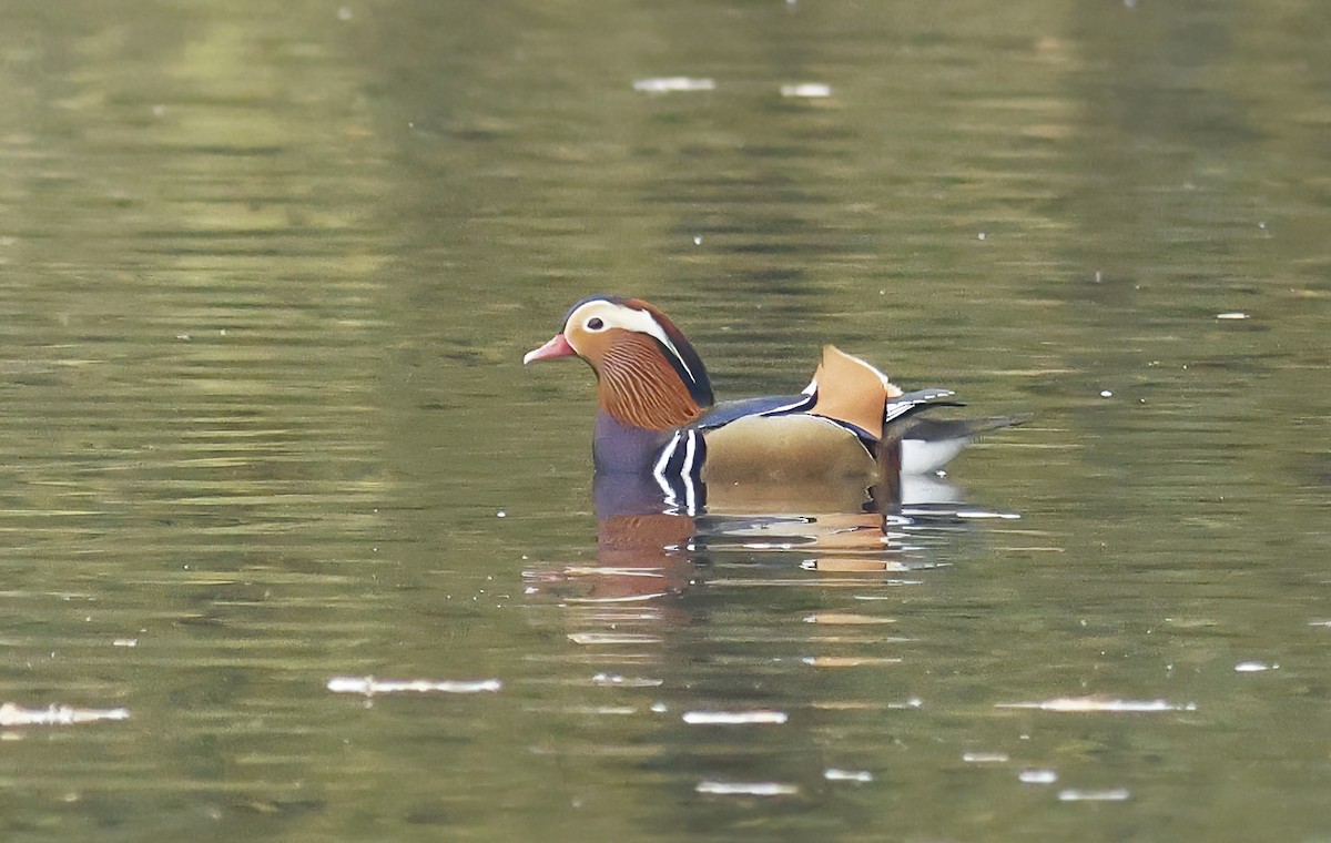 Мандаринка - ML644744254