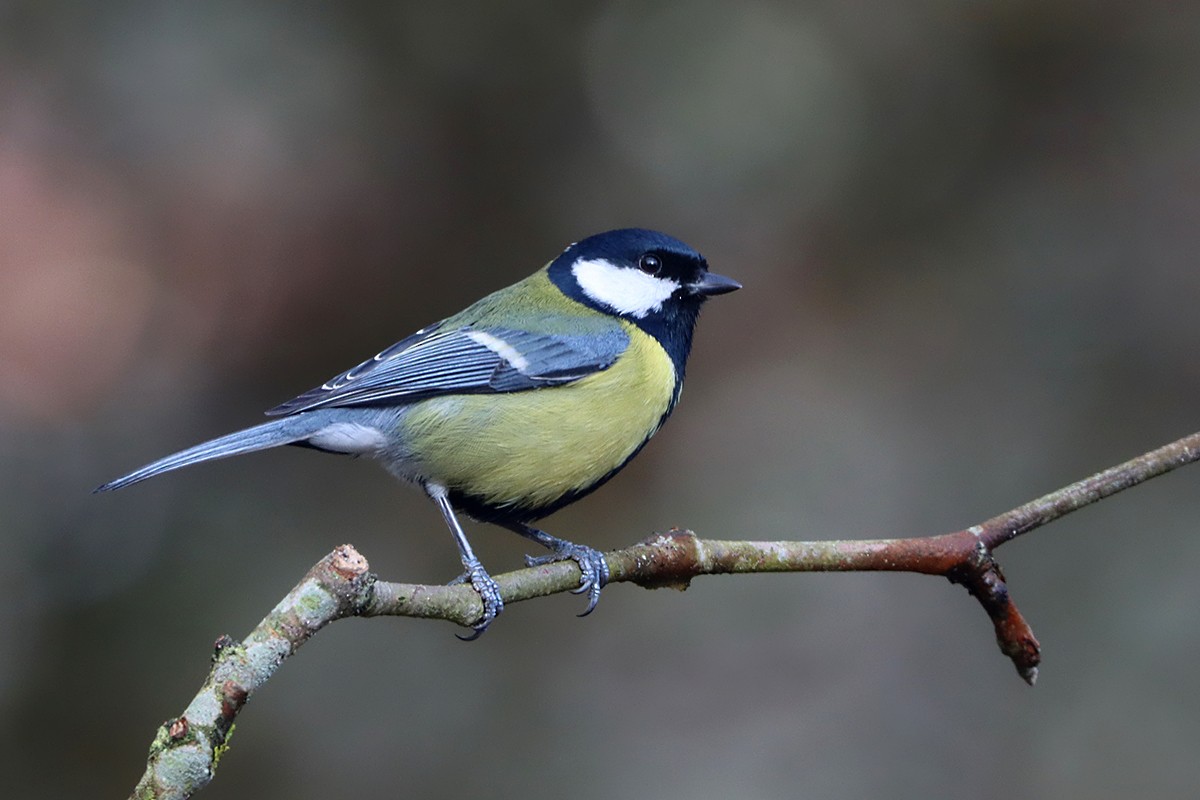 sýkora koňadra - ML644744255