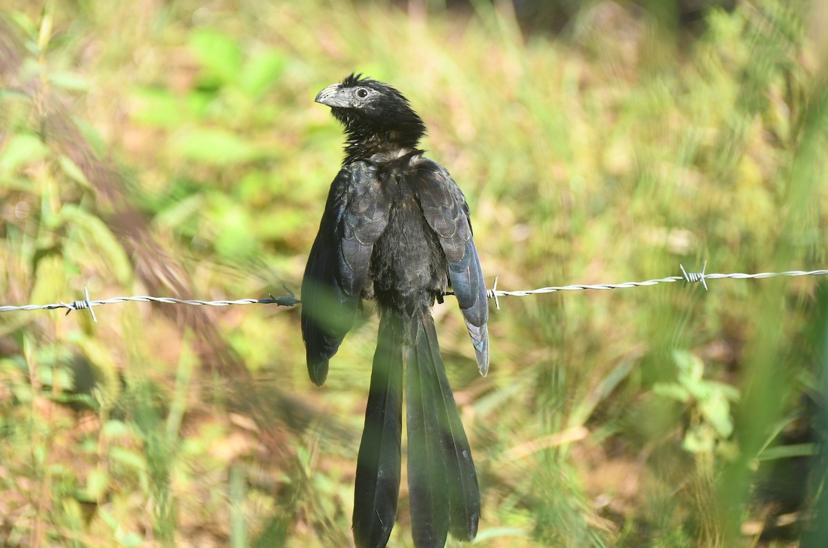 ミゾハシカッコウ - ML644744264