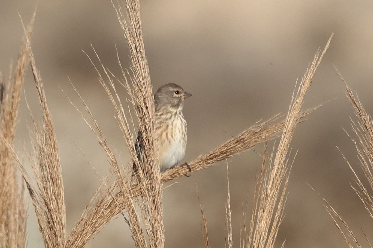 Алтан цэгцүүхэй - ML644744268