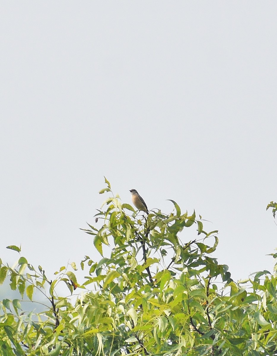 bramborníček sibiřský - ML644744273