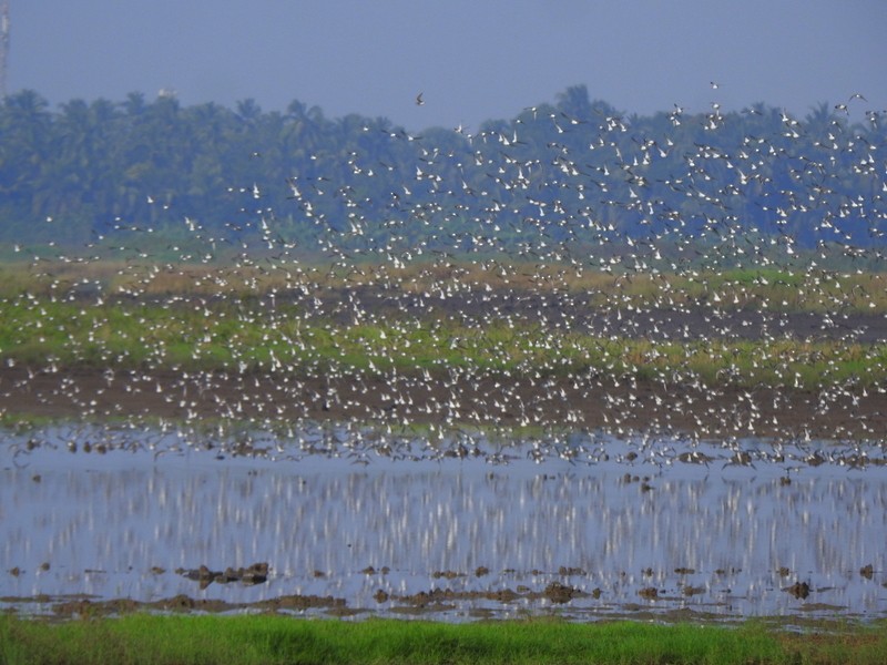 Chorlitejo Tibetano - ML644744289