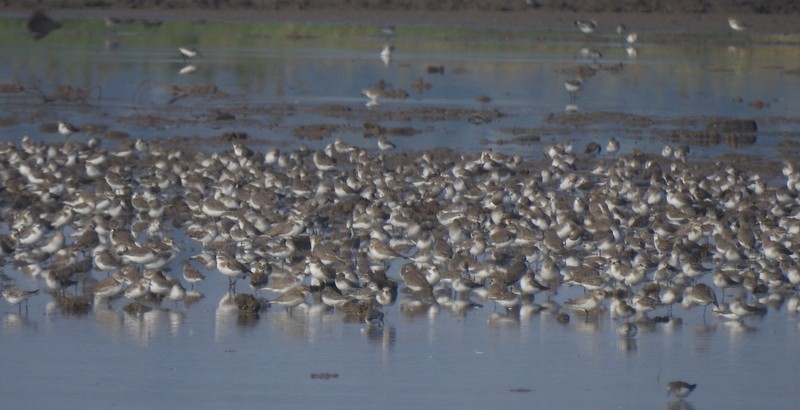 Chorlitejo Tibetano - ML644744290