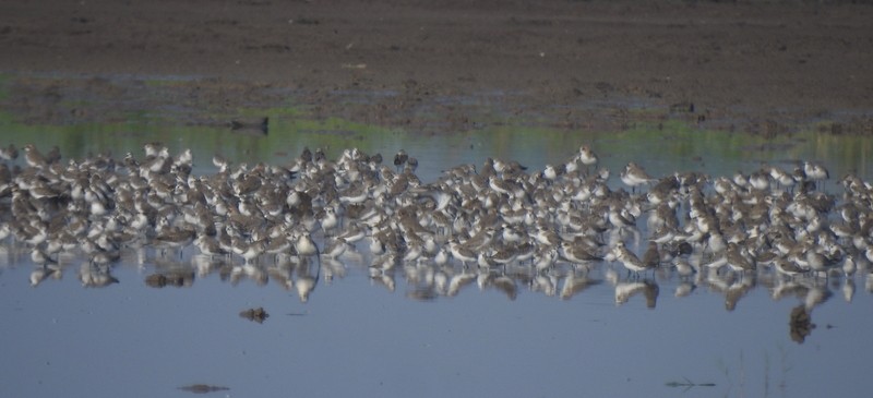 Chorlitejo Tibetano - ML644744291