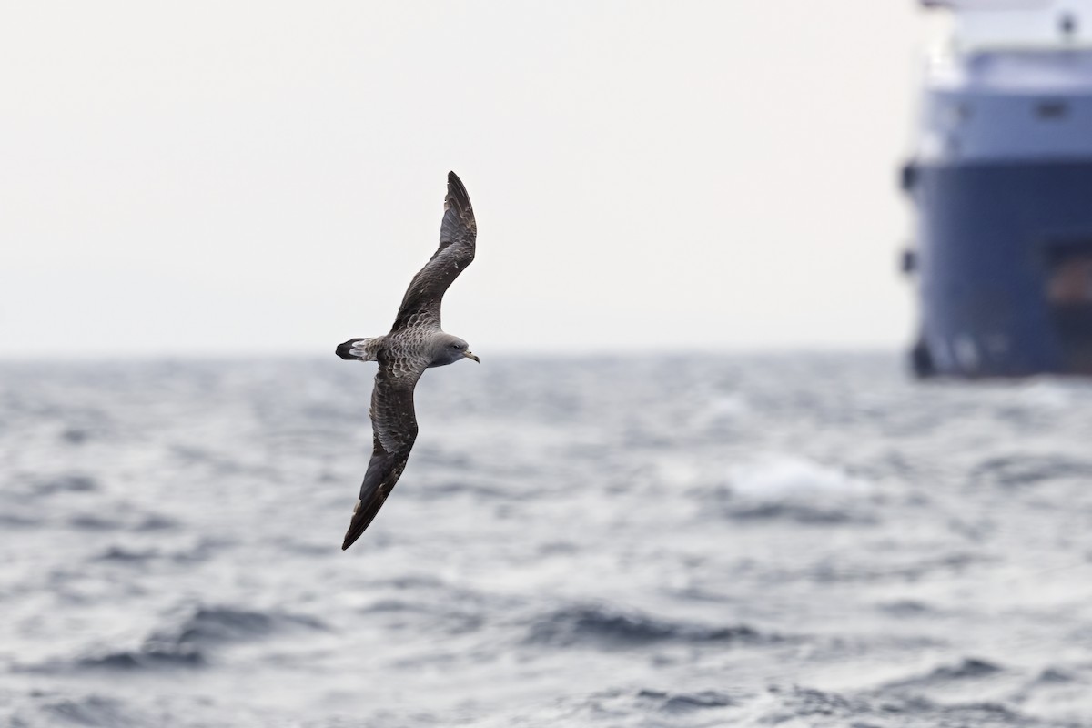 Scopoli's Shearwater - ML644744300