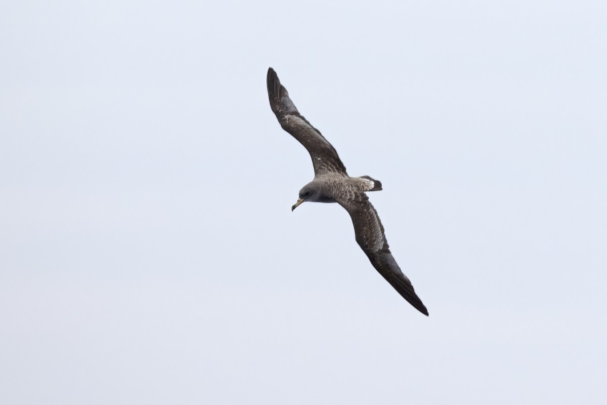 Scopoli's Shearwater - ML644744304