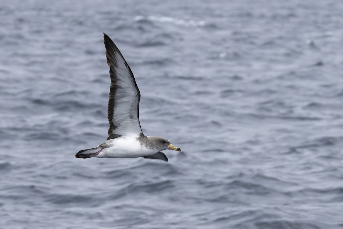 Scopoli's Shearwater - ML644744307