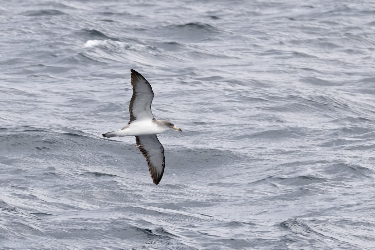 Scopoli's Shearwater - ML644744311