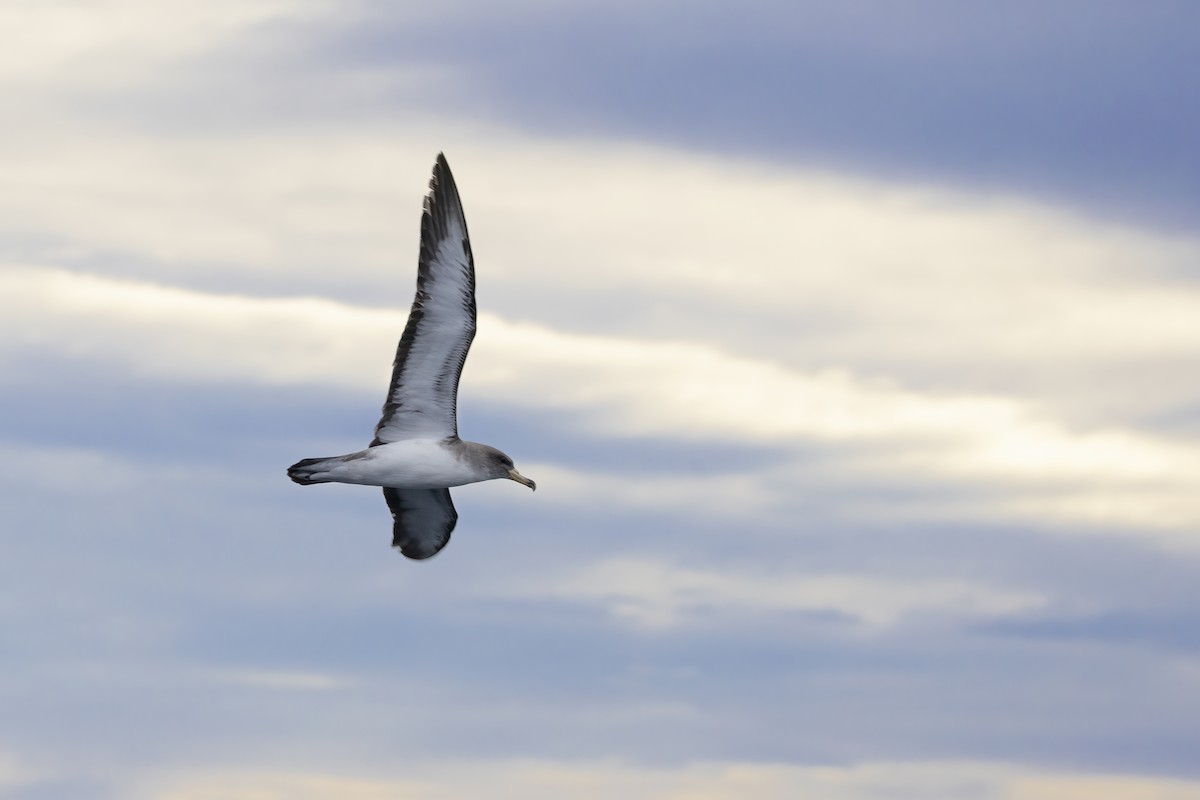 Scopoli's Shearwater - ML644744314