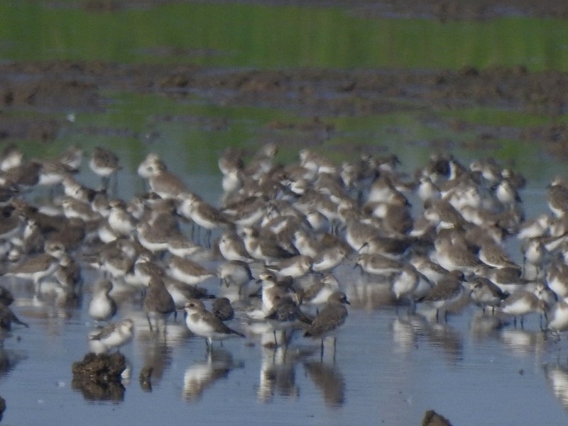 Little Stint - ML644744319