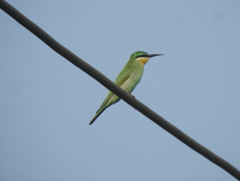 Blue-cheeked Bee-eater - ML644744360