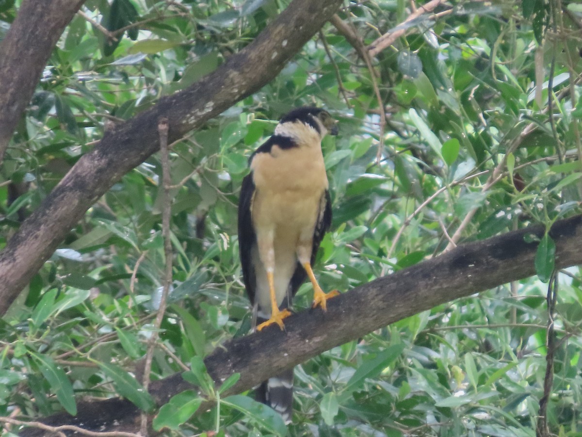 Collared Forest-Falcon - ML644744377