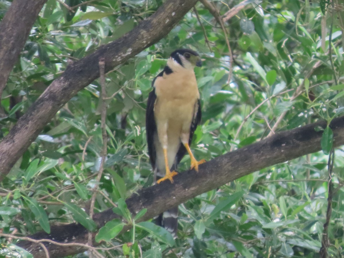 Collared Forest-Falcon - ML644744378