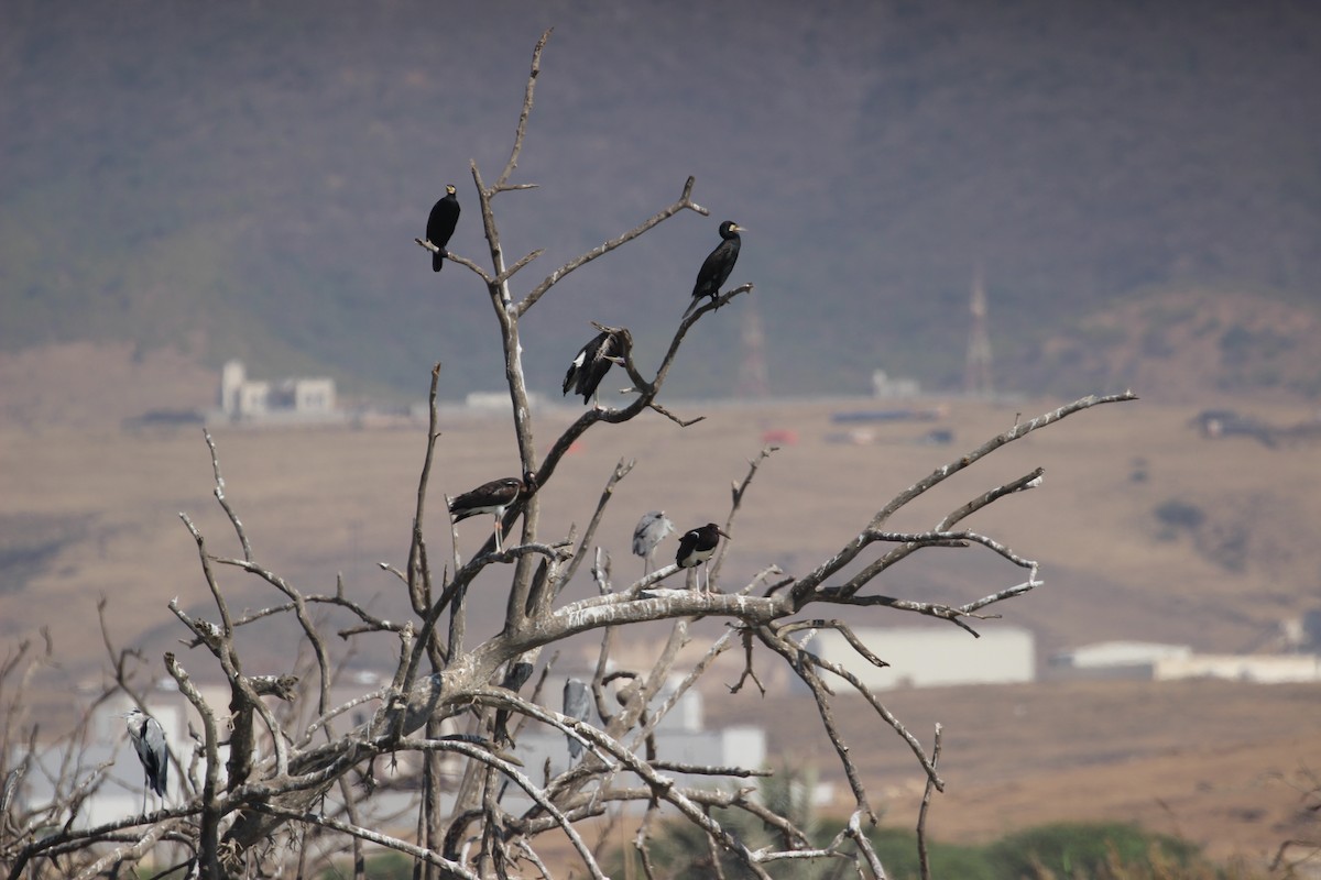 Abdim's Stork - ML644744381