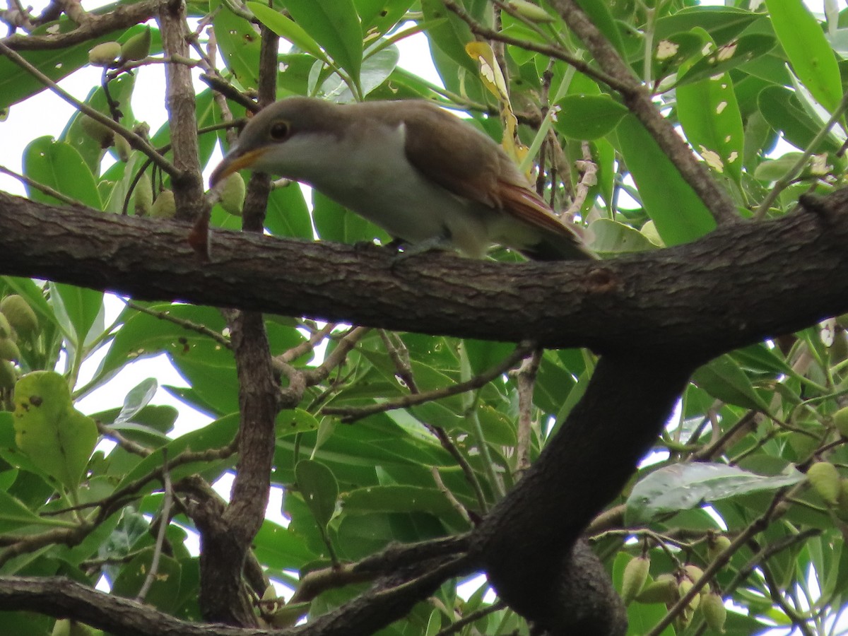 Yellow-billed Cuckoo - ML644744391