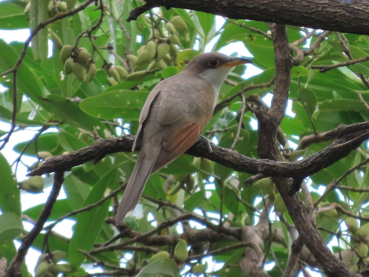 Yellow-billed Cuckoo - ML644744392