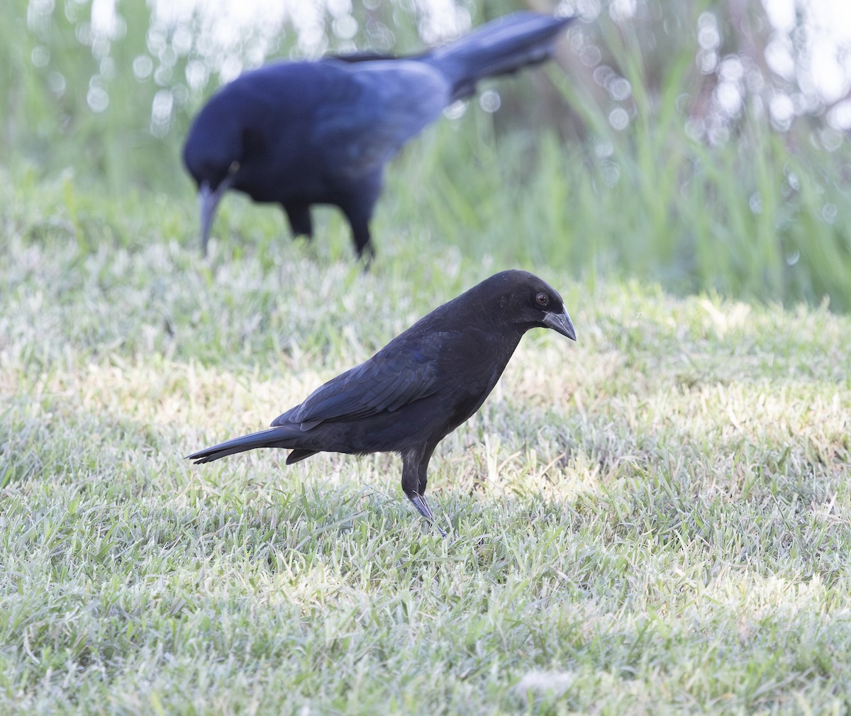 Красноглазый трупиал - ML644744398