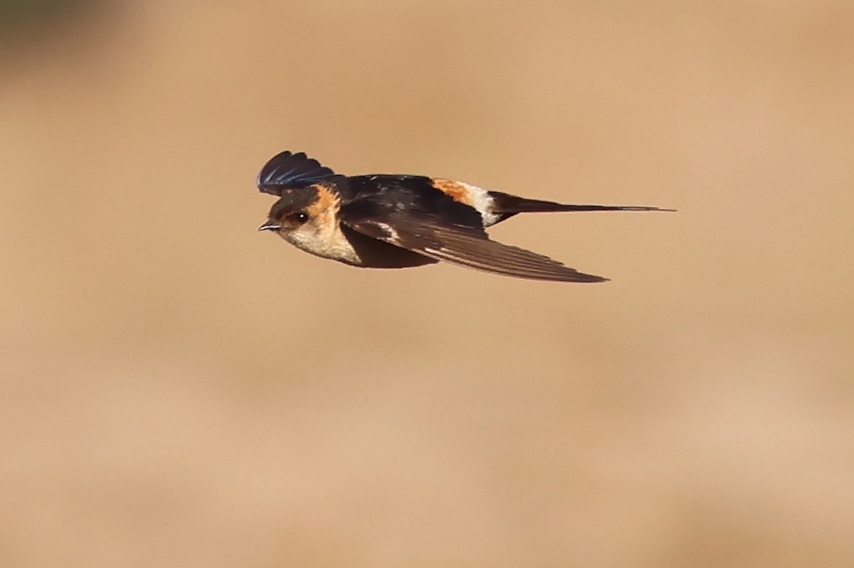 vlaštovka červenavá - ML644744399