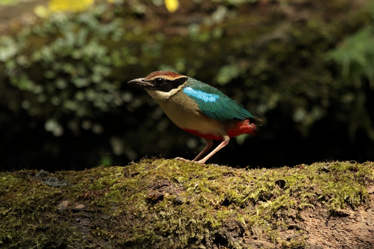 Fairy Pitta - ML644744402