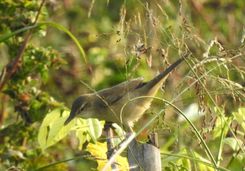 Lezkari zalapartaria - ML644744408