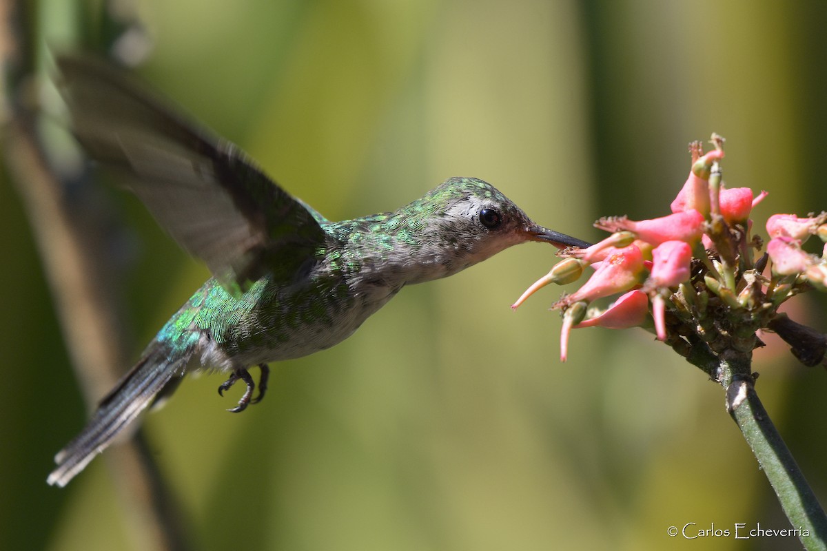 Canivet's Emerald - ML64474441