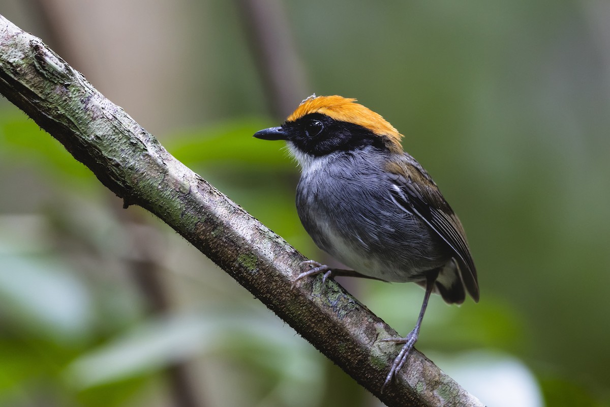 Black-cheeked Gnateater - ML644744415