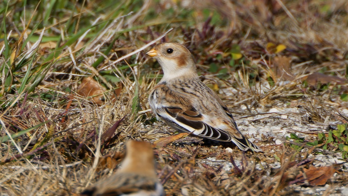 Snow Bunting - ML644744416