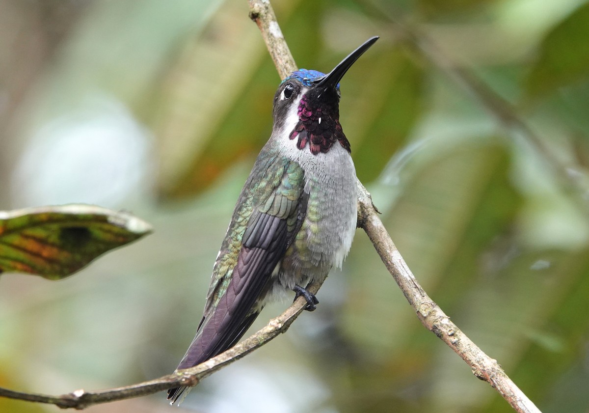 Long-billed Starthroat - ML644744420