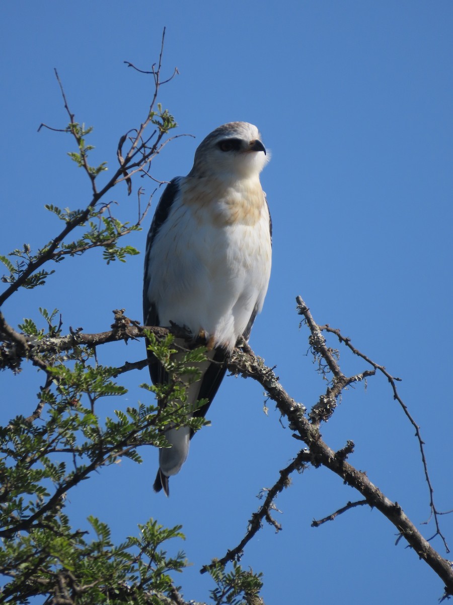 Ak Çaylak - ML644744427