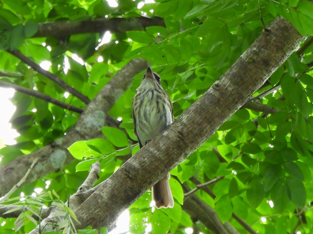 Streaked Flycatcher - ML644744429