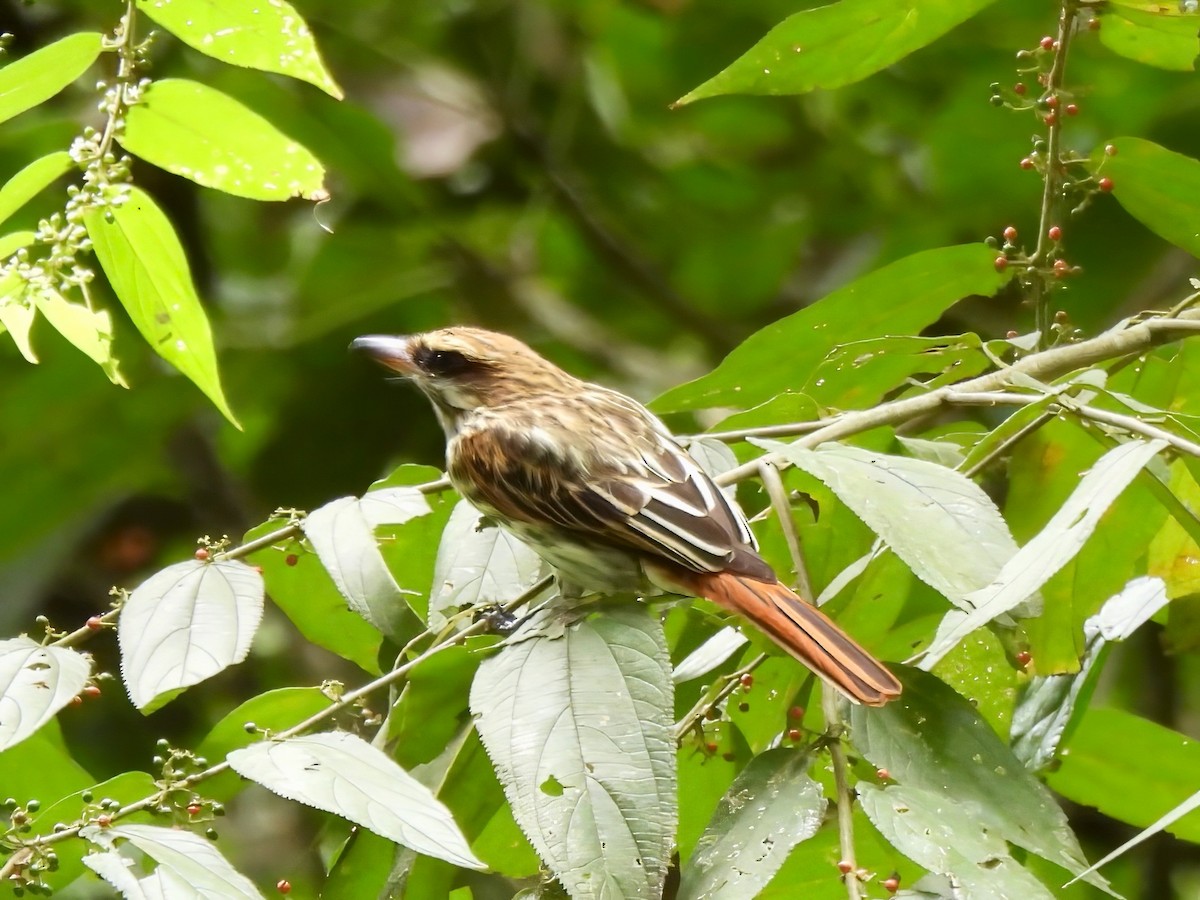 Streaked Flycatcher - ML644744443