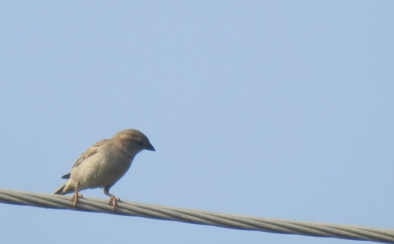 Sarı Boğazlı Serçe - ML644744445