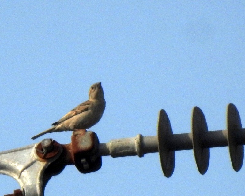 Sarı Boğazlı Serçe - ML644744446