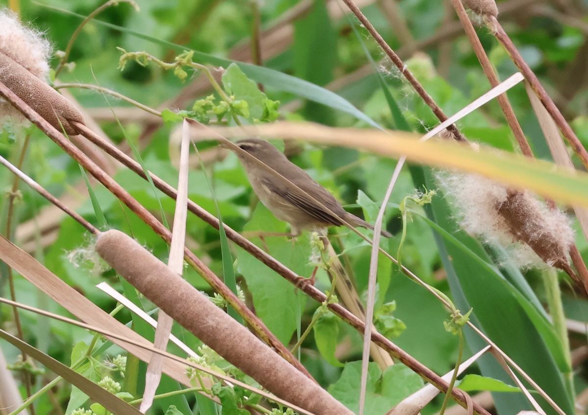 Esmer Çıvgın - ML644744449