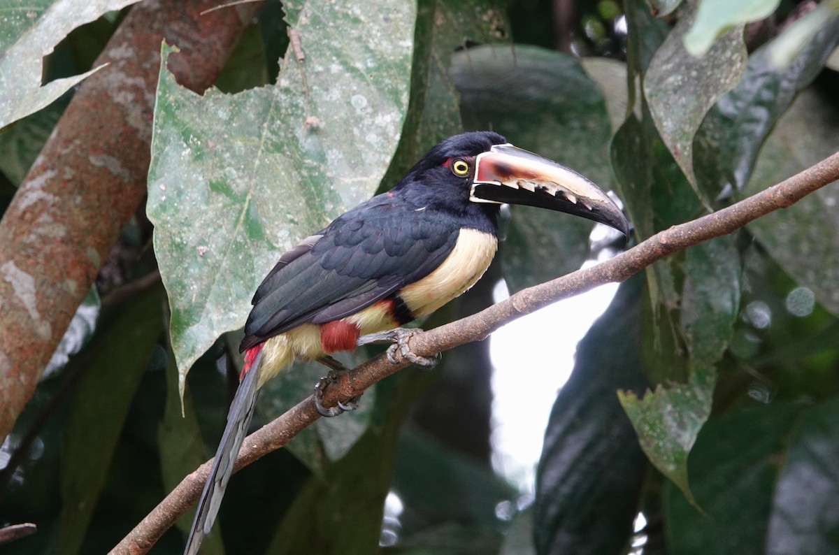 Kuşaklı Arasari - ML644744451