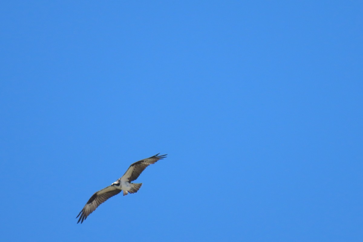 Balık Kartalı - ML644744452