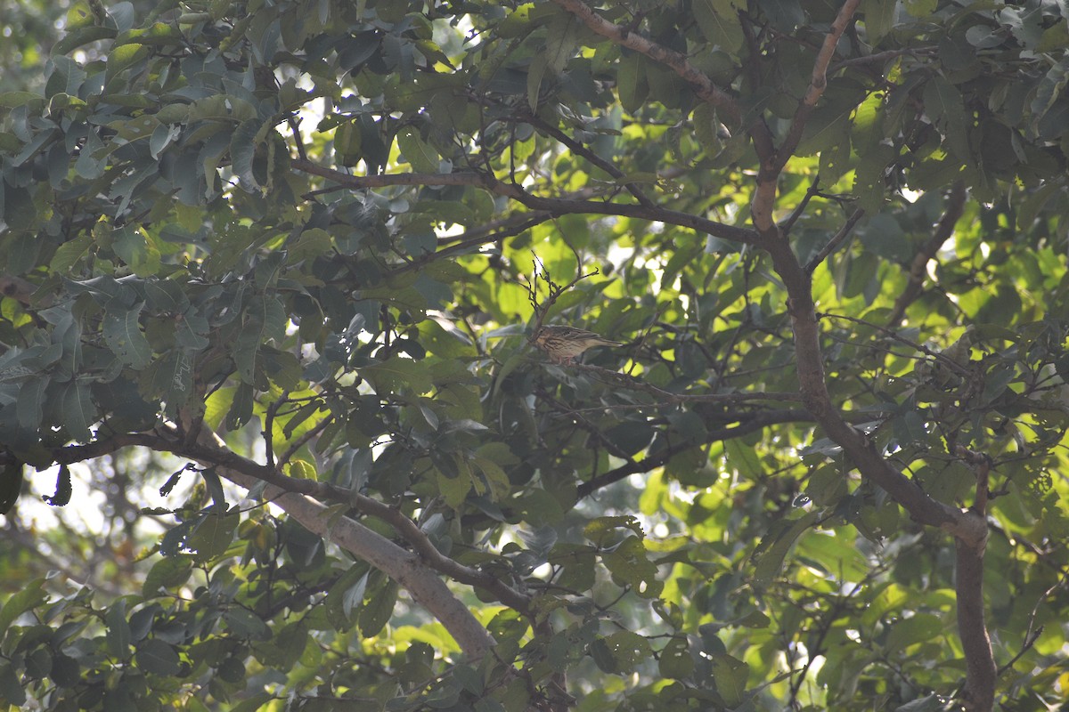 Ağaç İncirkuşu - ML644744453