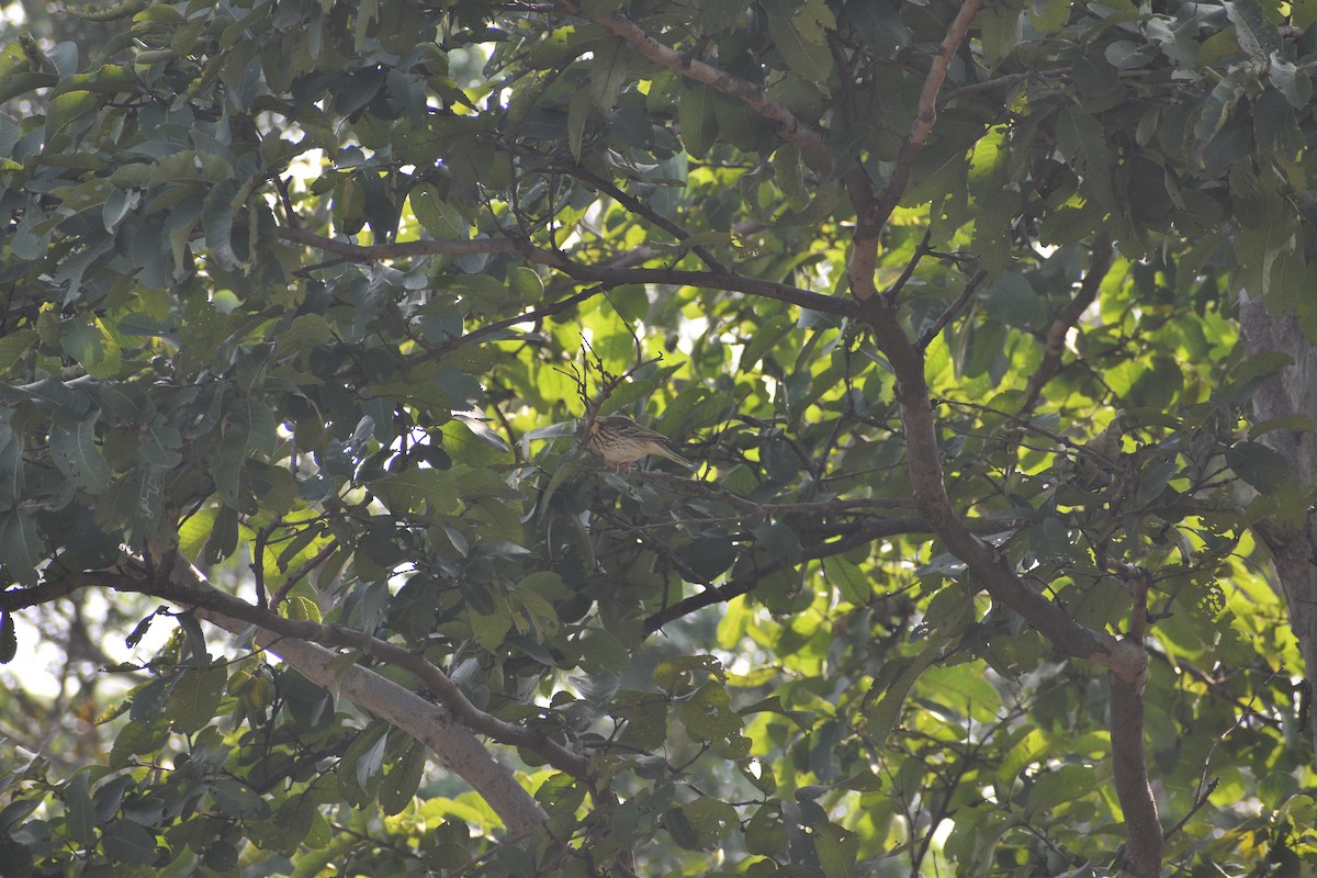 Ağaç İncirkuşu - ML644744454