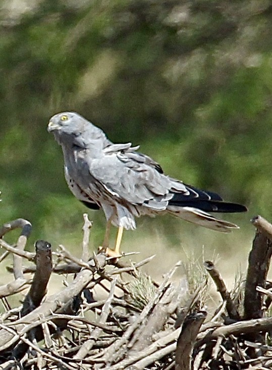 Çayır Delicesi - ML644744455