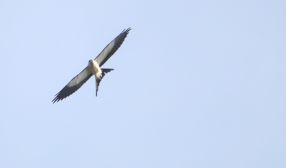 Kırlangıç Kuyruklu Çaylak - ML644744456