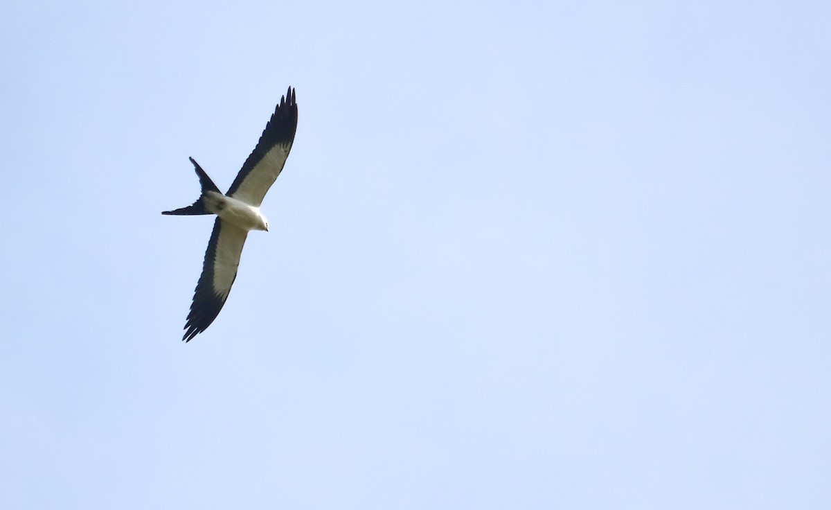 Kırlangıç Kuyruklu Çaylak - ML644744459