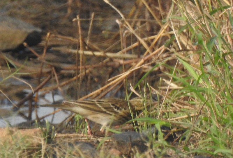 Ağaç İncirkuşu - ML644744460