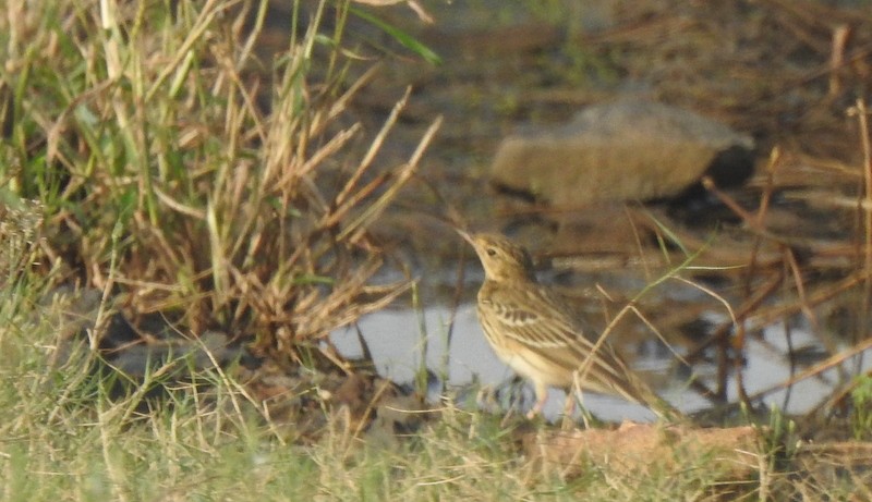 Ağaç İncirkuşu - ML644744461