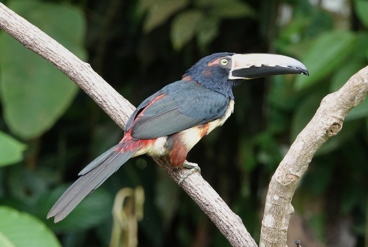 Kuşaklı Arasari - ML644744462