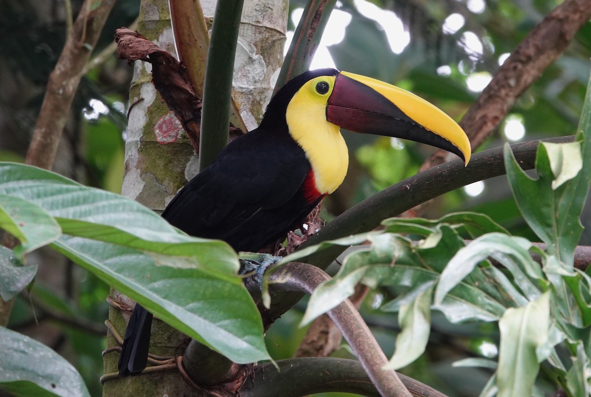Sarı Gerdanlı Tukan - ML644744463