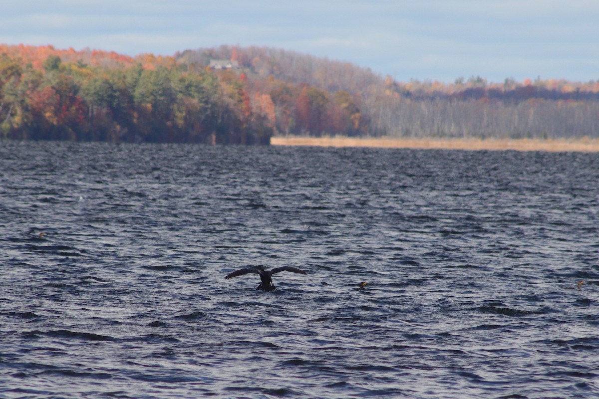 Kulaklı Karabatak - ML644744465